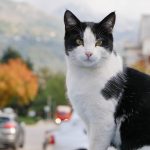 The Most Chaotic Tinker Cat Names: Creative Ideas for Cats With Big Personalities 2 The Most Chaotic Tinker Cat Names: Creative Ideas for Cats With Big Personalities