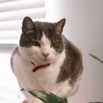Why Does My Cat Follow Me Everywhere? Understanding Feline Attachment and Behavior 2 Why Does My Cat Follow Me Everywhere? Understanding Feline Attachment and Behavior