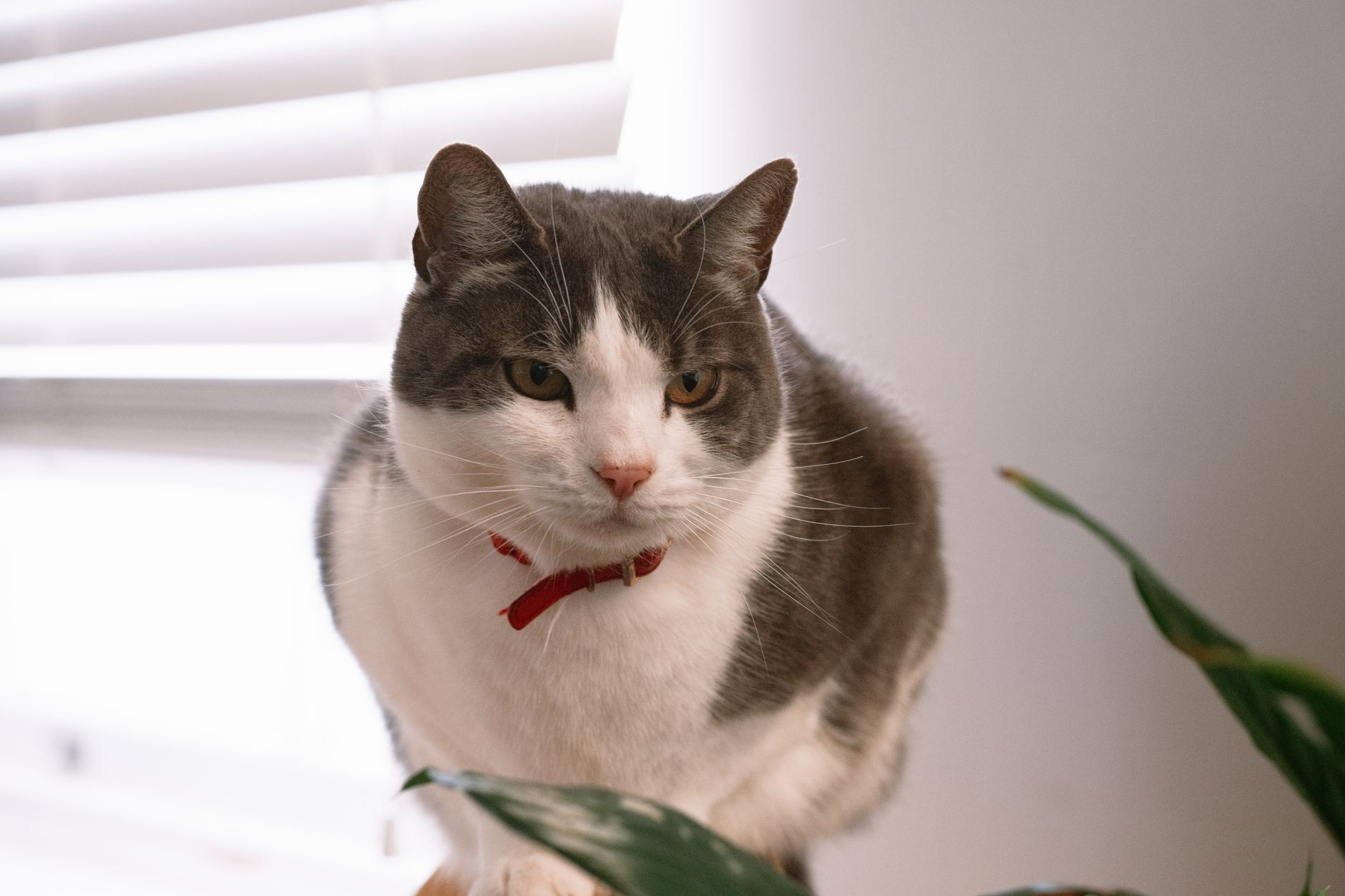 Why Does My Cat Follow Me Everywhere? Understanding Feline Attachment and Behavior 1 Why Does My Cat Follow Me Everywhere? Understanding Feline Attachment and Behavior