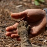 Understanding Cat Years: How Old Is Your Cat Compared With a Human? 2 Understanding Cat Years: How Old Is Your Cat Compared With a Human?
