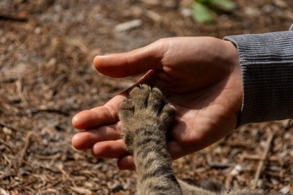 Understanding Cat Years: How Old Is Your Cat Compared With a Human? 10 Understanding Cat Years: How Old Is Your Cat Compared With a Human?
