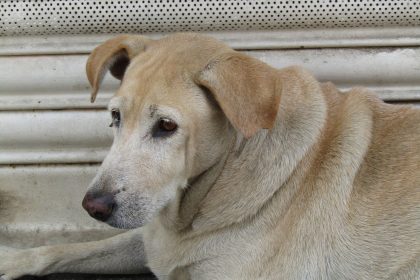 When Does a Dog Become a Senior? Understanding Age, Health Changes, and Care Needs 6 When Does a Dog Become a Senior? Understanding Age, Health Changes, and Care Needs