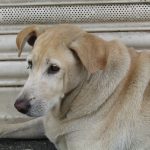 When Does a Dog Become a Senior? Understanding Age, Health, and Care Changes 3 When Does a Dog Become a Senior? Understanding Age, Health, and Care Changes