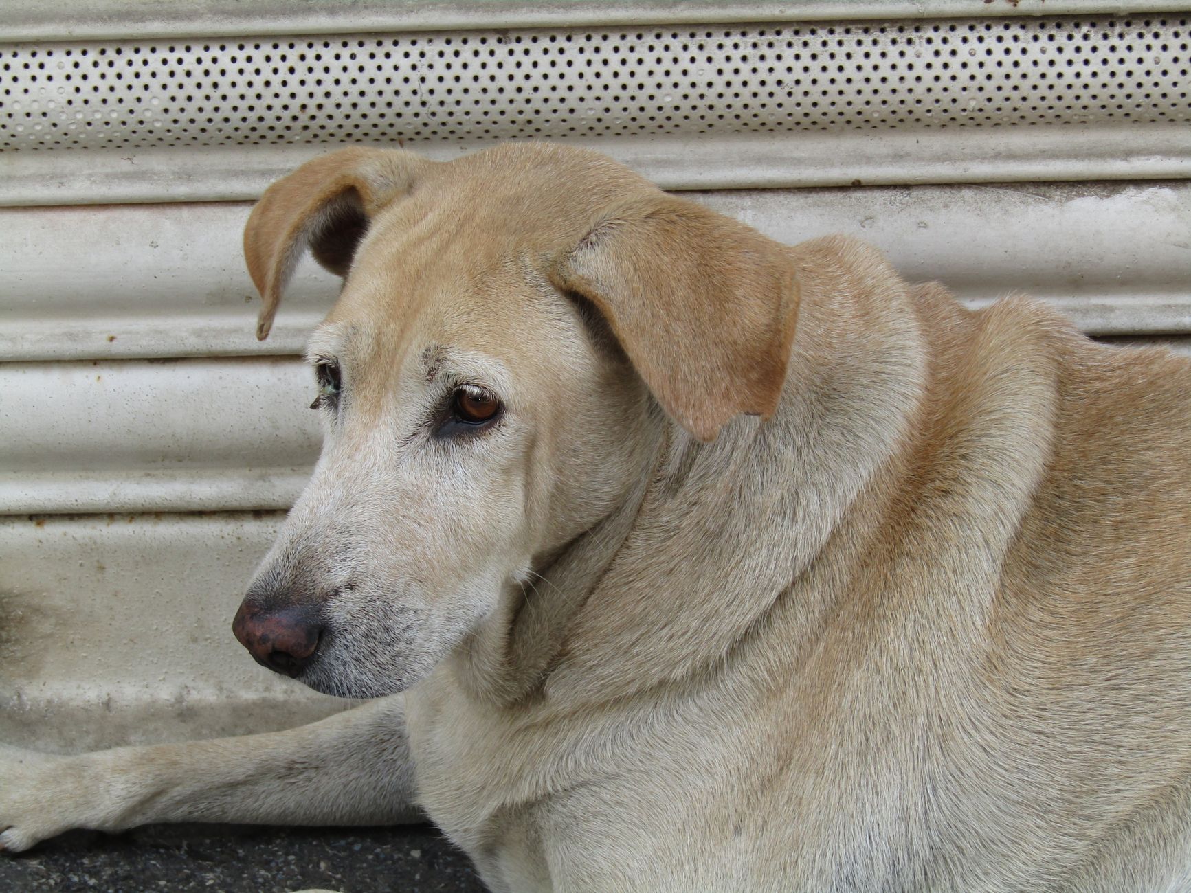 When Does a Dog Become a Senior? Understanding Age, Health, and Care Changes 1 When Does a Dog Become a Senior? Understanding Age, Health, and Care Changes