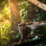 Understanding Cat Age: How Cats Grow, Mature and Change Through Life