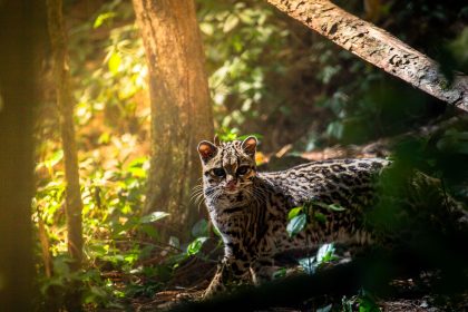 Understanding Cat Age: How Cats Grow, Mature and Change Through Life 10 Understanding Cat Age: How Cats Grow, Mature and Change Through Life