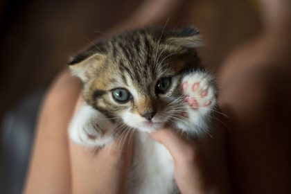 Why Do Cats Purr? 9 Why Do Cats Purr?