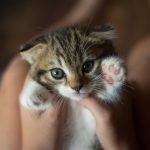 Why Do Cats Knead With Their Paws? The Meaning Behind This Common Feline Behavior 2 pexels photo 3943284