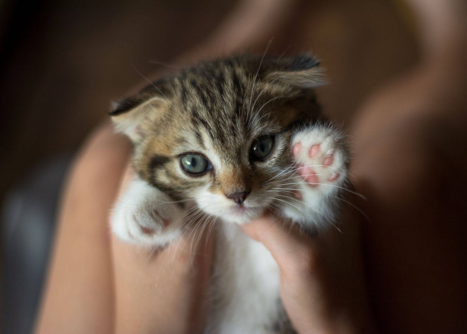 Why Do Cats Knead With Their Paws? The Meaning Behind This Common Feline Behavior 1 pexels photo 3943284