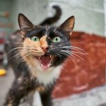 Why Is My Cat Meowing After She Caught A Mouse?