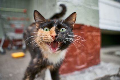 Why Is My Cat Meowing After She Caught A Mouse?