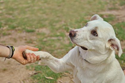 What Kind of Dog Personality Fits You? Exploring Human Traits Through Canine Characteristics