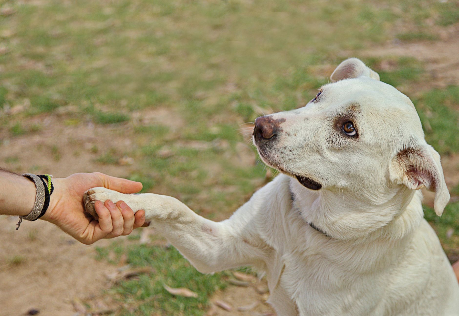 What Kind of Dog Personality Fits You? Exploring Human Traits Through Canine Characteristics 1 What Kind of Dog Personality Fits You? Exploring Human Traits Through Canine Characteristics