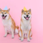 The History of Dog Domestication: How Wolves Became Human Companions