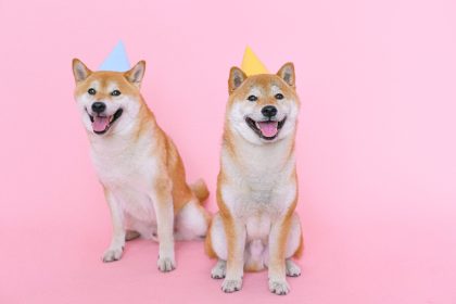The History of Dog Domestication: How Wolves Became Human Companions