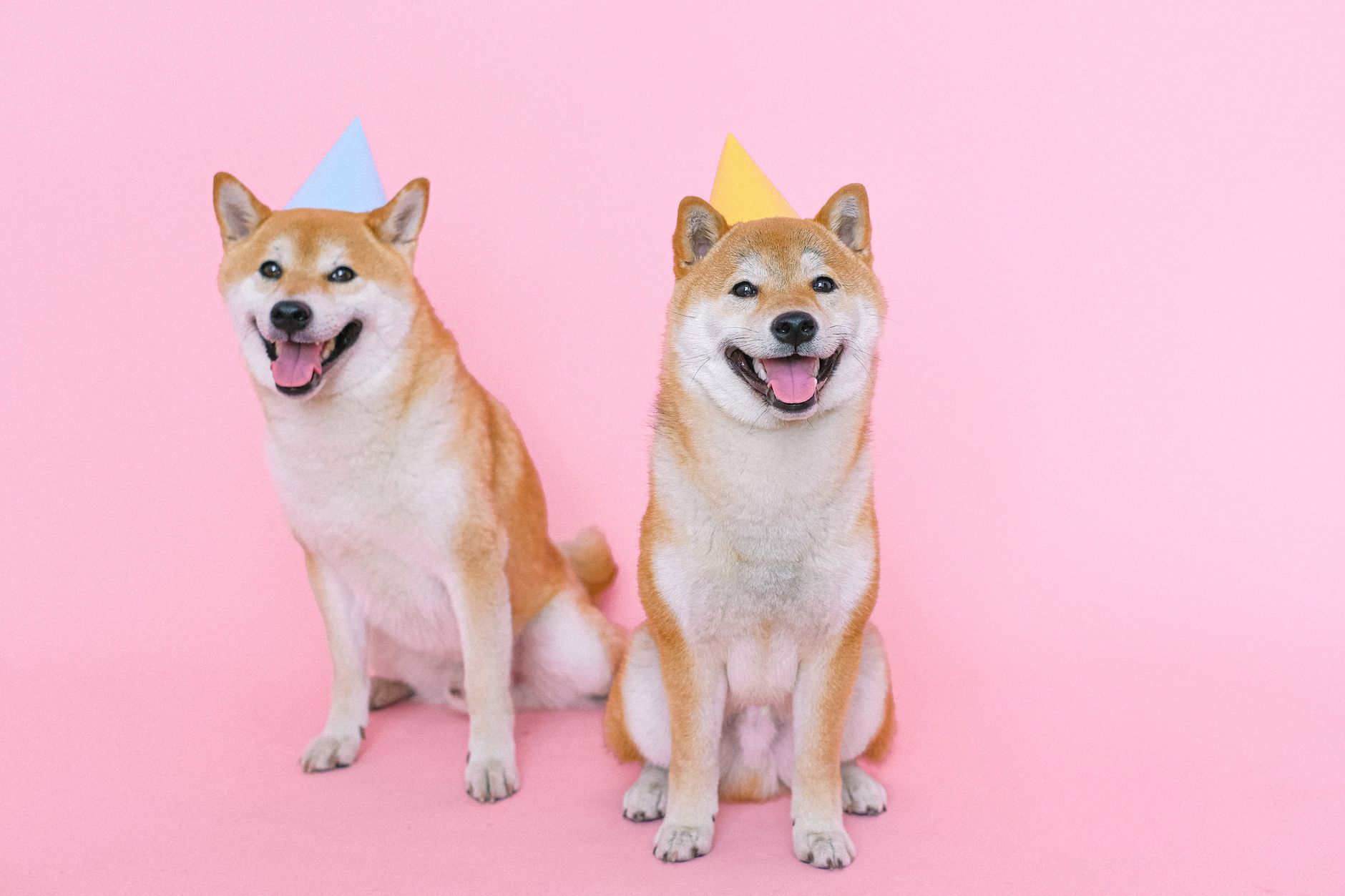 The History of Dog Domestication: How Wolves Became Human Companions 1 The History of Dog Domestication: How Wolves Became Human Companions