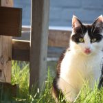 How to Keep Cats Out of Your Yard Without Harming Them 3 How to Keep Cats Out of Your Yard Without Harming Them