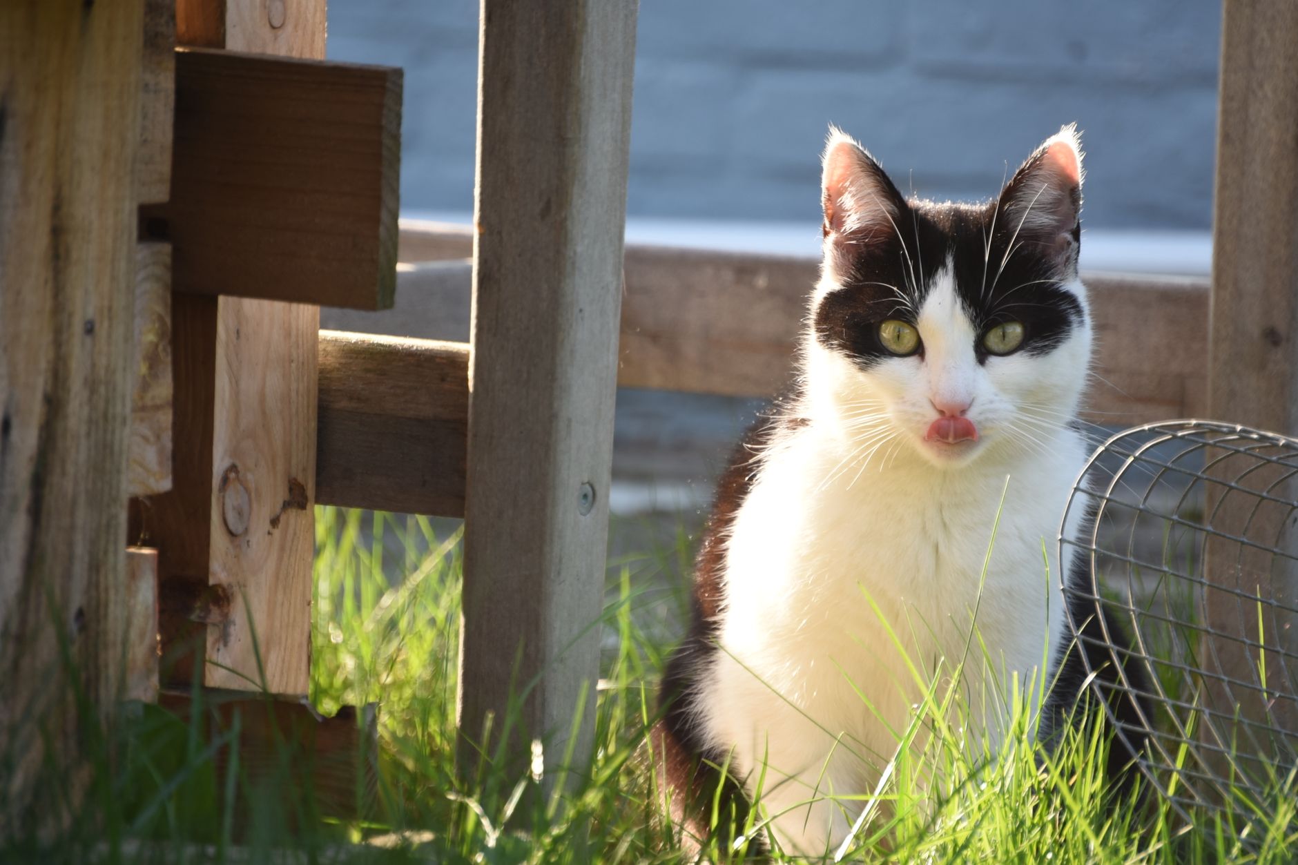 How to Keep Cats Out of Your Yard Without Harming Them