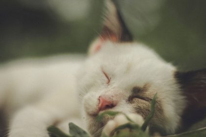 Why Does My Cat Twitch While Sleeping? Understanding Feline Sleep Movements