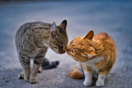 How Do Cats Communicate With Each Other? 7 How Do Cats Communicate With Each Other?