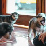 How to Reduce Excessive Puppy Barking Through Training and Better Communication 2 How to Reduce Excessive Puppy Barking Through Training and Better Communication