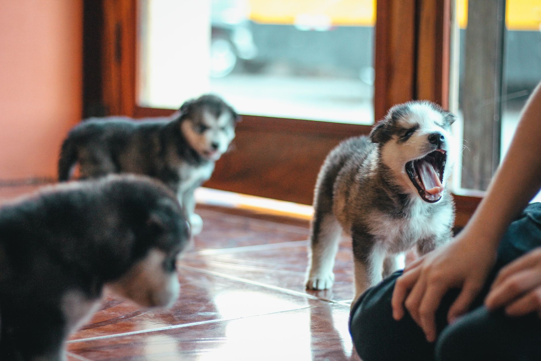 How to Reduce Excessive Puppy Barking Through Training and Better Communication 1 How to Reduce Excessive Puppy Barking Through Training and Better Communication