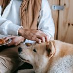 Human Foods Dogs Can Eat Safely: A Practical Guide for Pet Owners