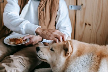 Human Foods Dogs Can Eat Safely: A Practical Guide for Pet Owners