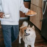 Human Foods That Can Harm Dogs: What Pet Owners Should Keep Away 3 Human Foods That Can Harm Dogs: What Pet Owners Should Keep Away