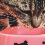 What Do Cats Eat? 2 What Do Cats Eat?
