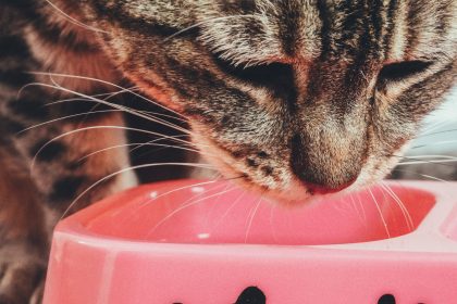 How to Make Pâté Wet Cat Food More Appealing for Picky Cats 9 How to Make Pâté Wet Cat Food More Appealing for Picky Cats