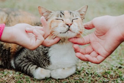 What Materials Do Cats Like To Rub Against? 2 What Materials Do Cats Like To Rub Against?