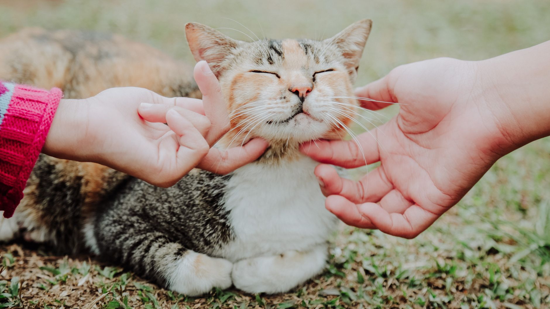 What Materials Do Cats Like To Rub Against? 1 What Materials Do Cats Like To Rub Against?