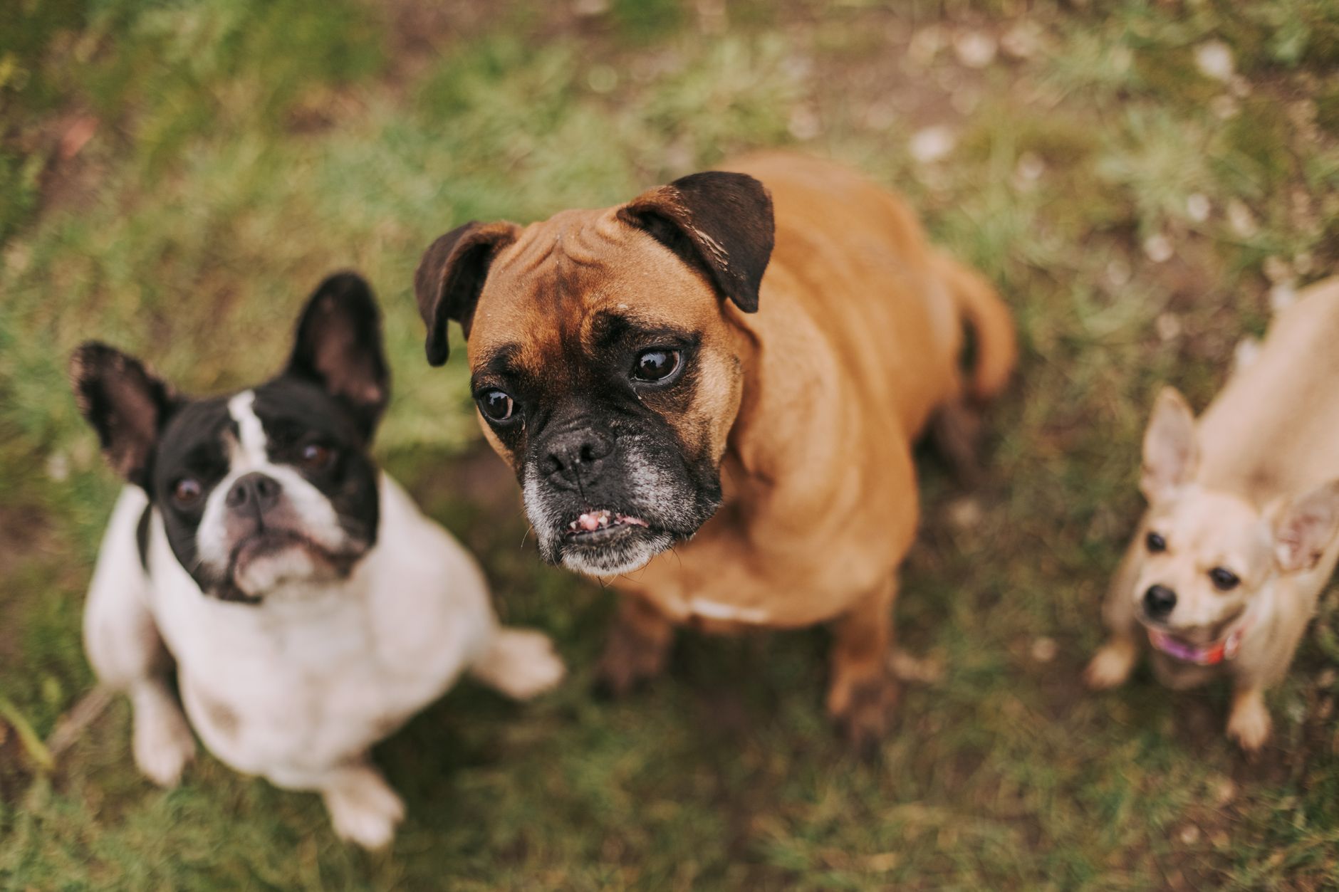 Finding the Right Dog for Your Lifestyle: A Guide to Choosing the Best Breed