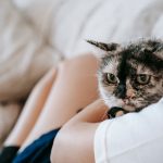 The Best Age to Spay a Cat: Timing, Benefits, and Important Considerations