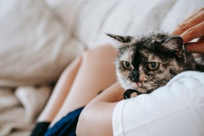 Is There a Time Limit for Spaying a Cat? Understanding the Best Age and Late Spay Considerations 6 Is There a Time Limit for Spaying a Cat? Understanding the Best Age and Late Spay Considerations