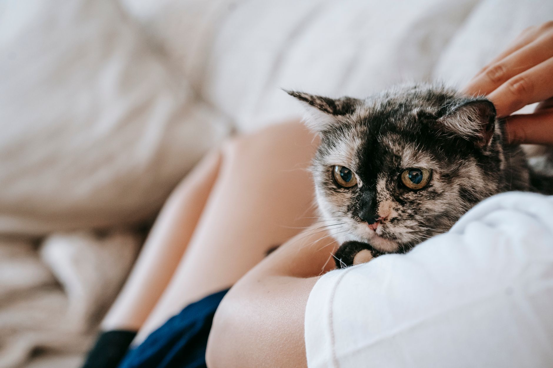 Is There a Time Limit for Spaying a Cat? Understanding the Best Age and Late Spay Considerations