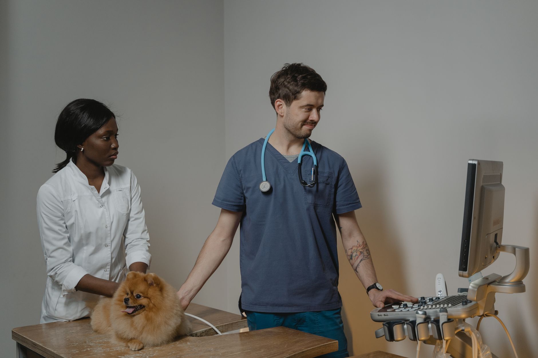 Why Your Dog Suddenly Stops Eating and What You Should Check First 1 Why Your Dog Suddenly Stops Eating and What You Should Check First
