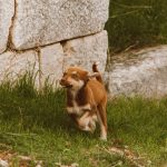 Why Dogs Wag Their Tails: Understanding the Messages Behind Canine Tail Movement 3 Why Dogs Wag Their Tails: Understanding the Messages Behind Canine Tail Movement