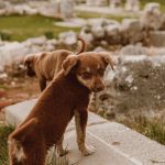 The History of Dogs and Their Journey From Wild Animals to Human Companions 3 The History of Dogs and Their Journey From Wild Animals to Human Companions