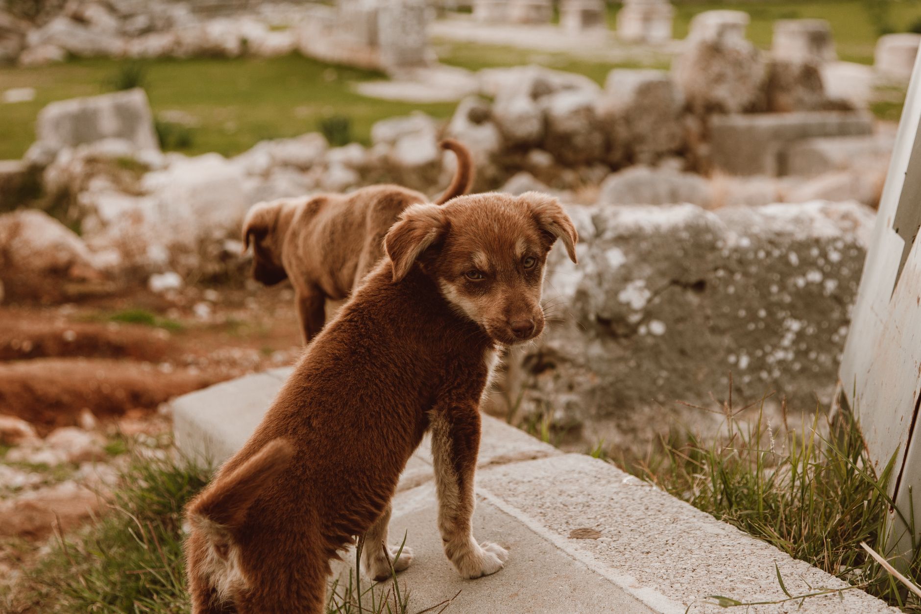 The History of Dogs and Their Journey From Wild Animals to Human Companions 1 The History of Dogs and Their Journey From Wild Animals to Human Companions