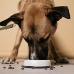 A Practical Guide to Caring for a Dog: Nutrition, Health, Training, and Daily Needs 3 A Practical Guide to Caring for a Dog: Nutrition, Health, Training, and Daily Needs