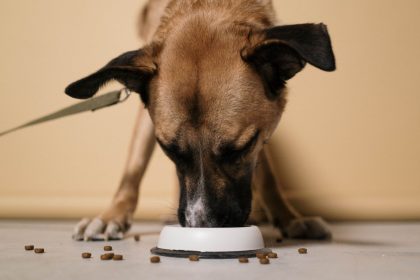 A Practical Guide to Caring for a Dog: Nutrition, Health, Training, and Daily Needs 7 A Practical Guide to Caring for a Dog: Nutrition, Health, Training, and Daily Needs