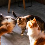 How Long Are Cats In Heat? 2 How Long Are Cats In Heat?