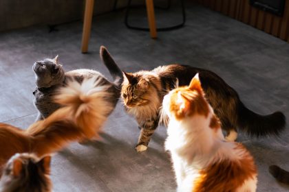 How Long Are Cats In Heat? 8 How Long Are Cats In Heat?