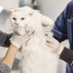 When Should You Take Your Cat to the Vet? Signs That Should Not Be Ignored