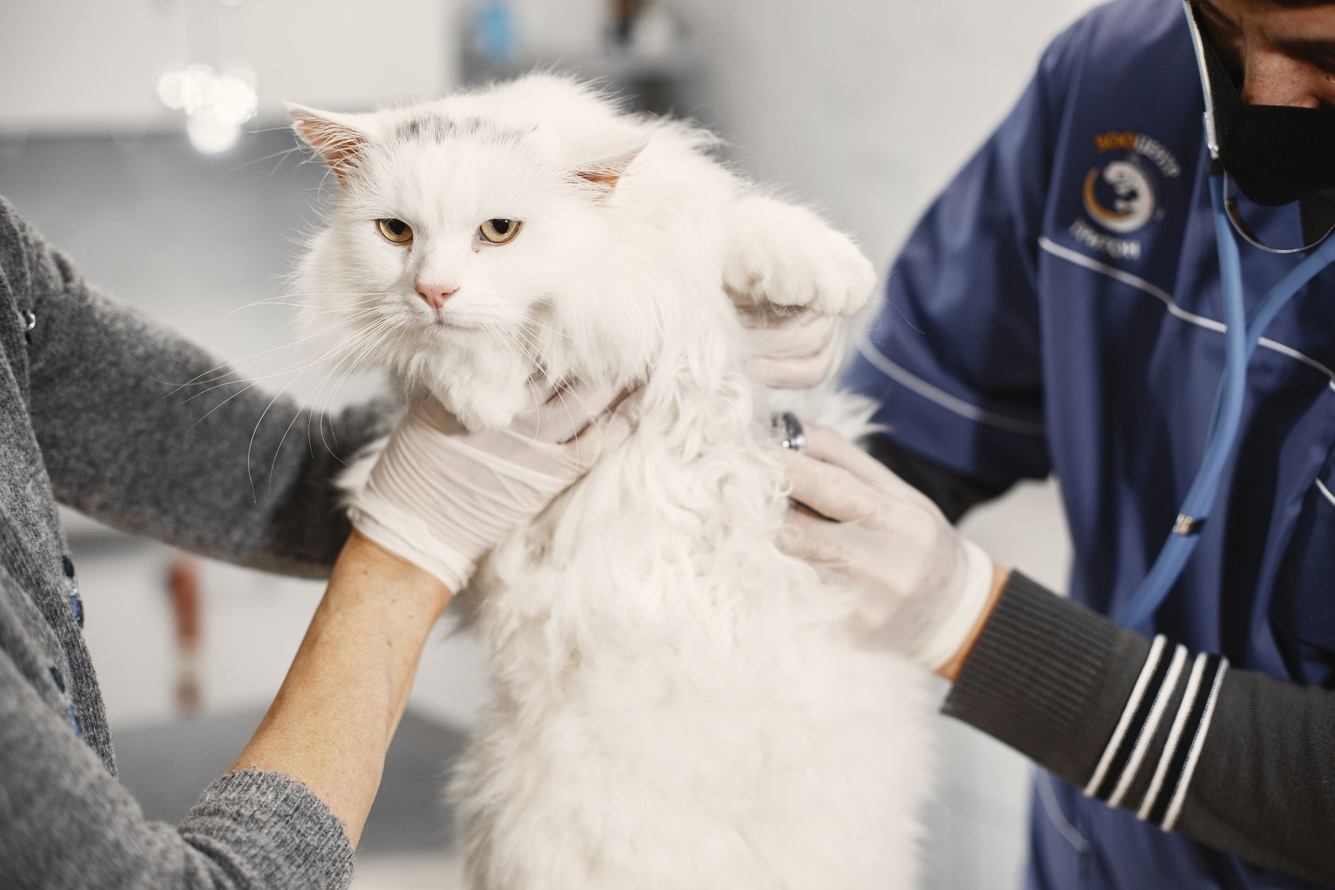 When Should You Take Your Cat to the Vet? Signs That Should Not Be Ignored