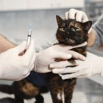 Should You Stop Your Cat’s Flea Medication? What Owners Need to Consider 3 Should You Stop Your Cat’s Flea Medication? What Owners Need to Consider