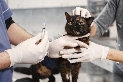 Should You Stop Your Cat’s Flea Medication? What Owners Need to Consider