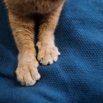Why Do Cats Knead Blankets? 2 Why Do Cats Knead Blankets?